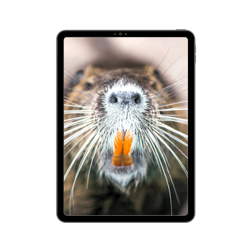 placeholder-ipad14.png
